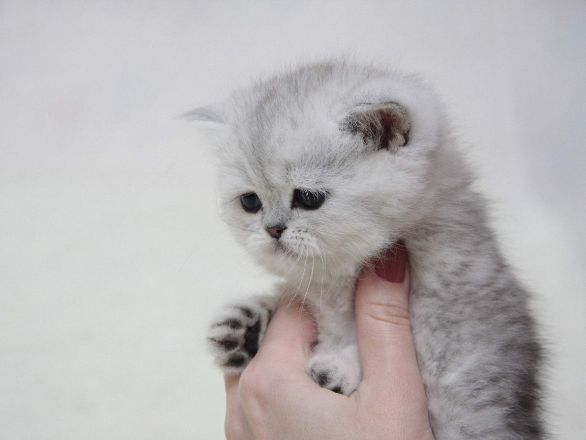 Котенок в руке