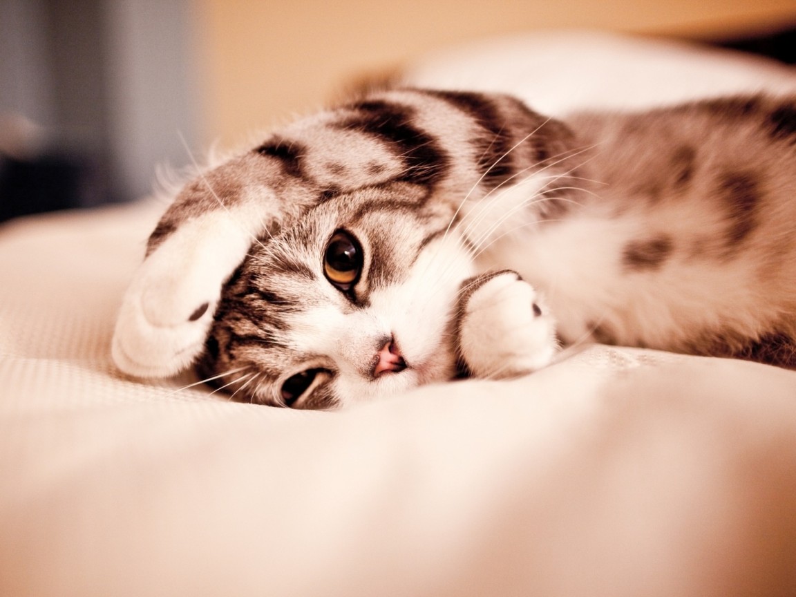 Маленький котенок