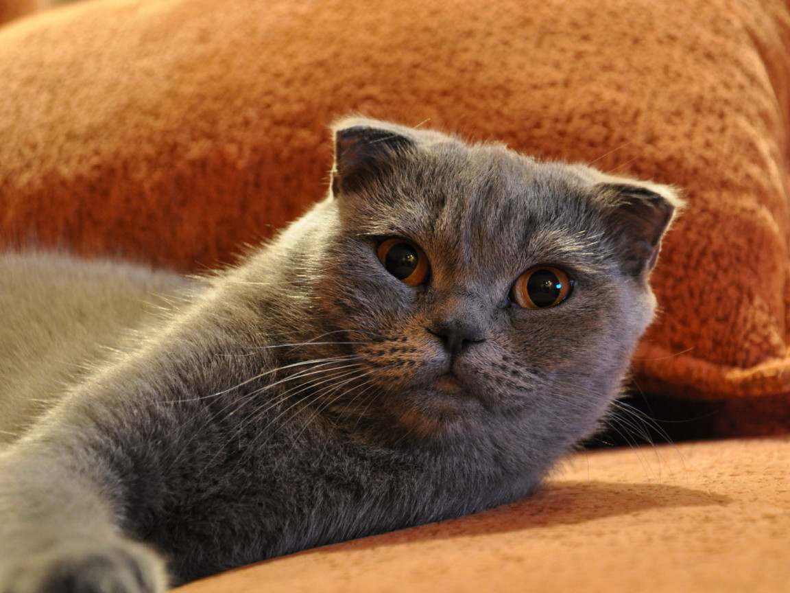 Шотландский фолд