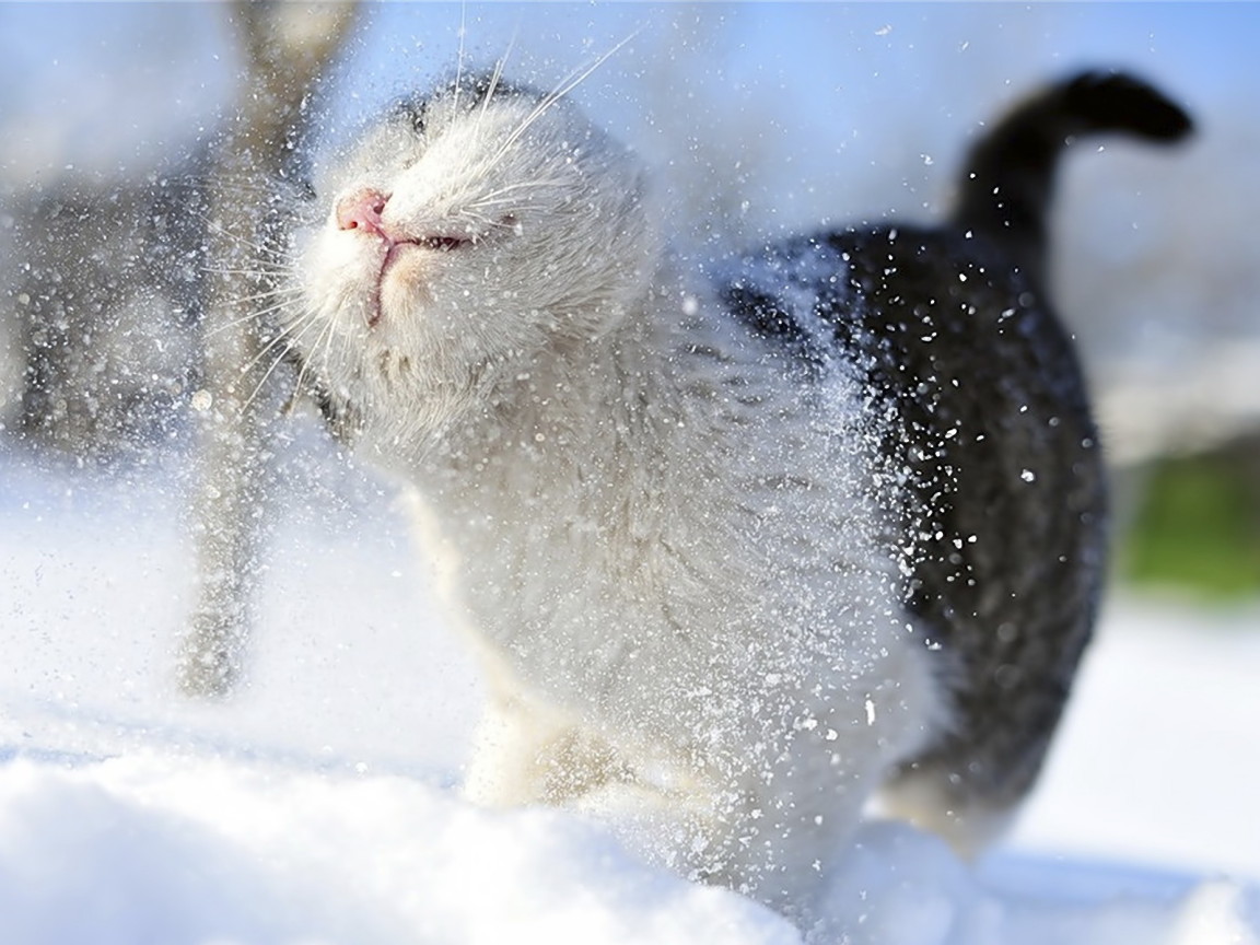 Отряхивающаяся кошка