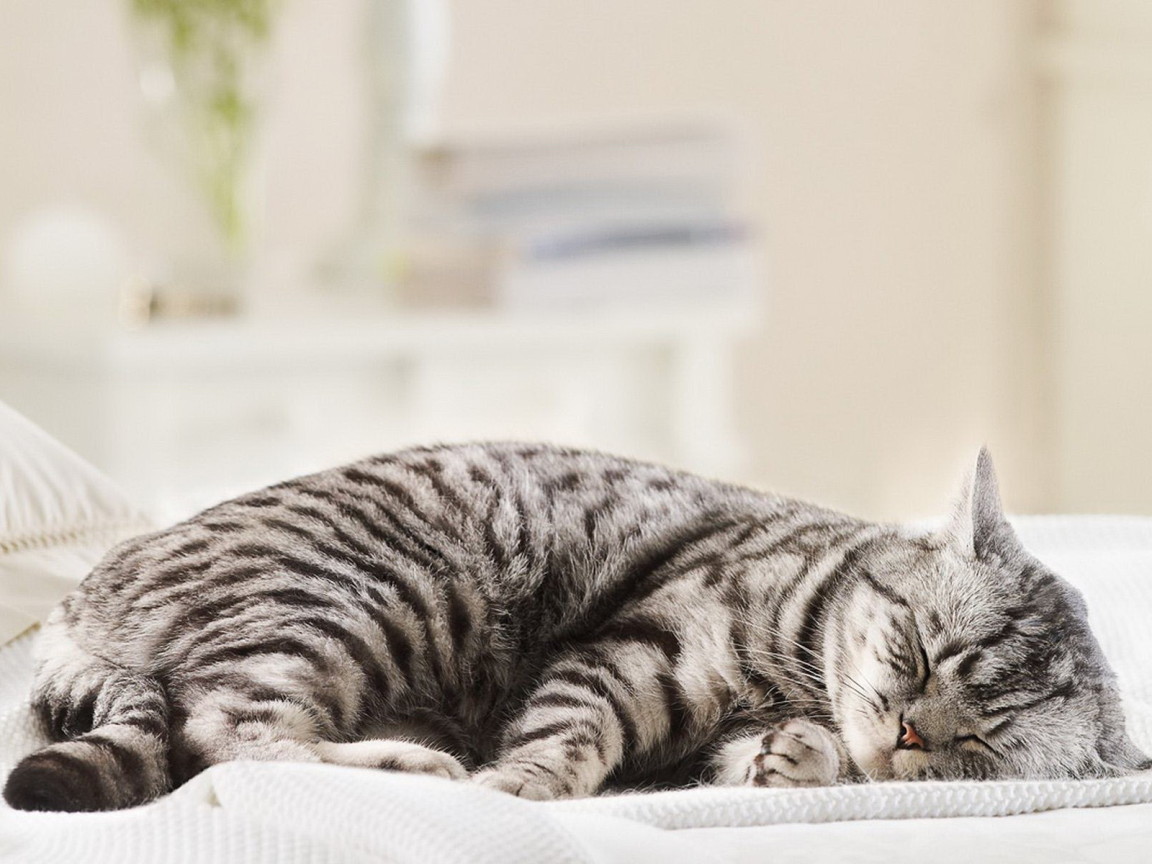 Спящая кошка