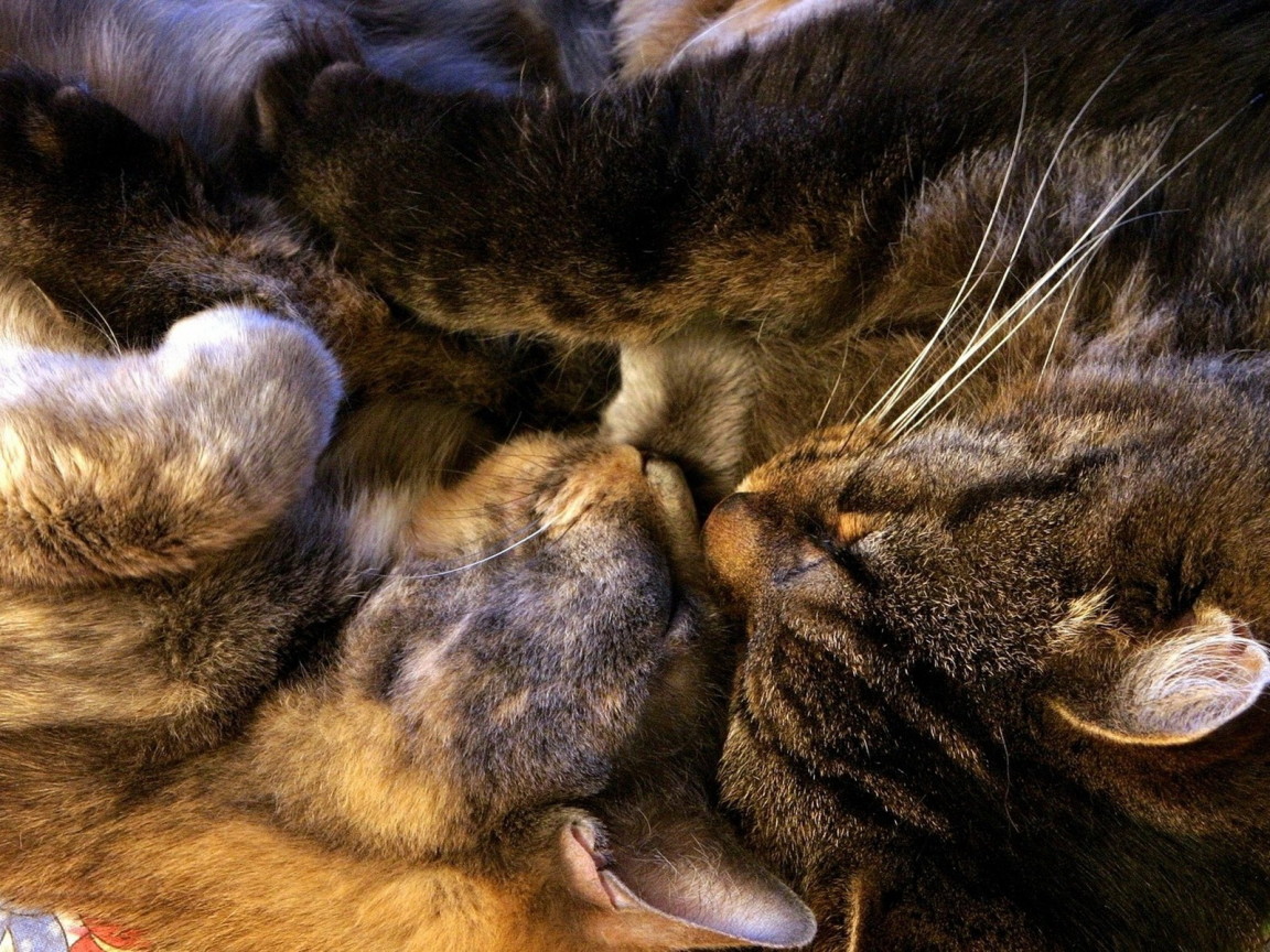 Спящая парочка