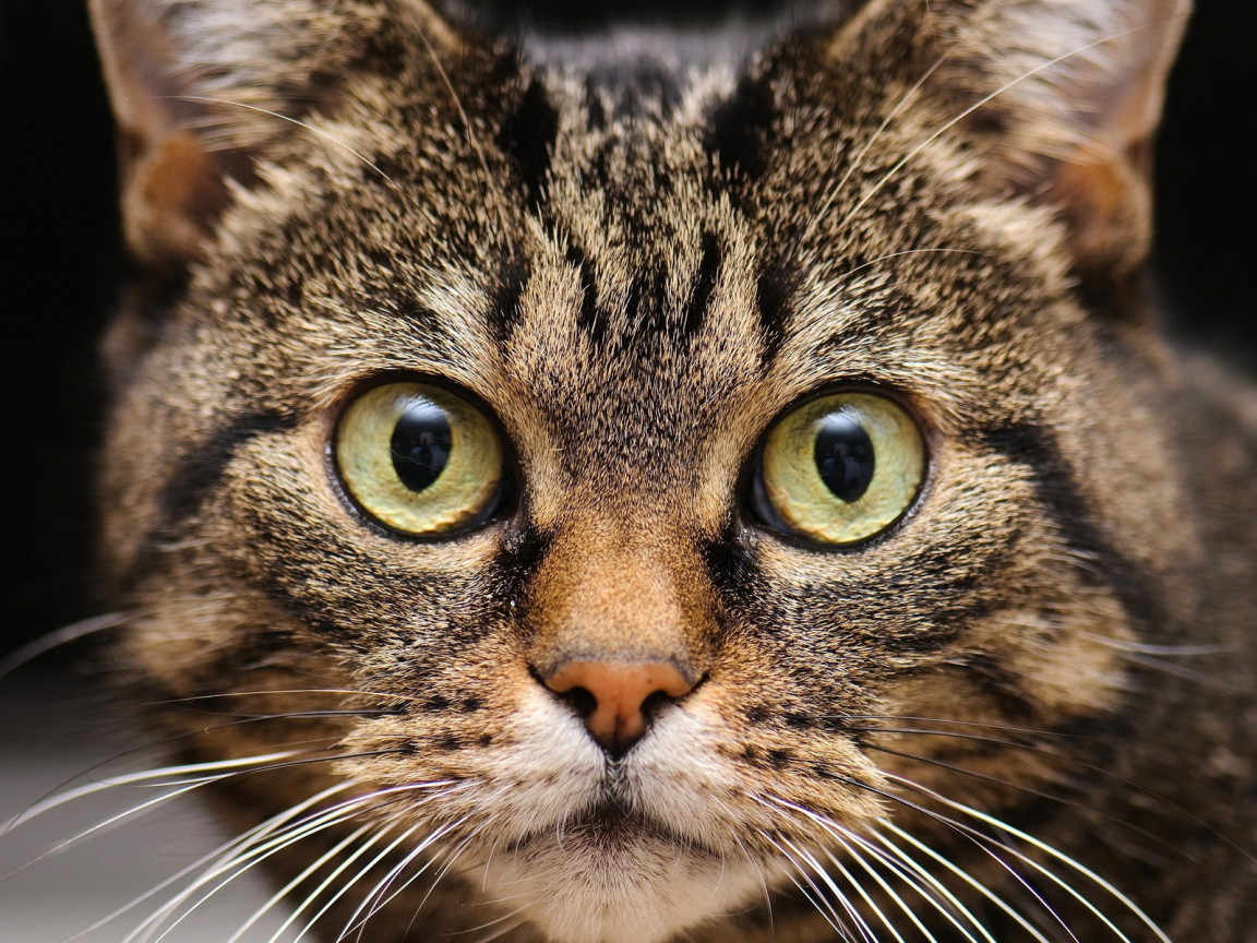 Удивленная мордашка