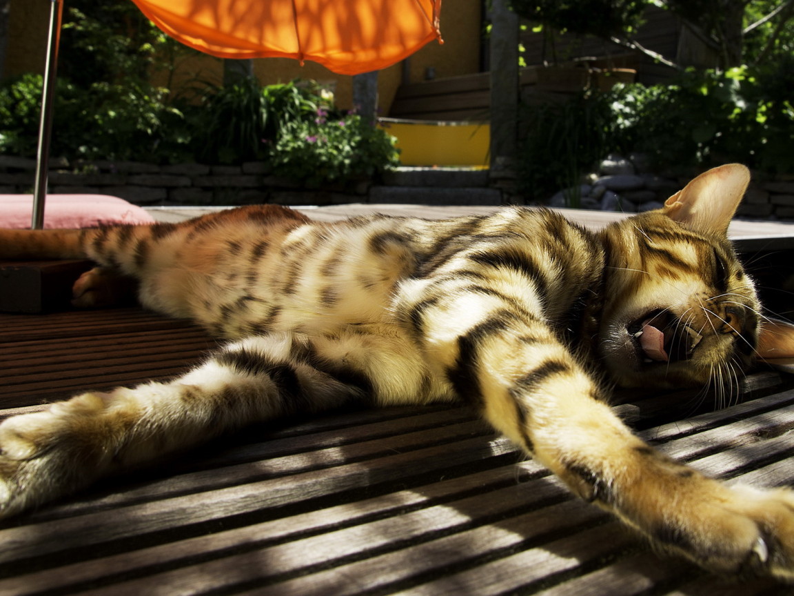 Зевающая кошка