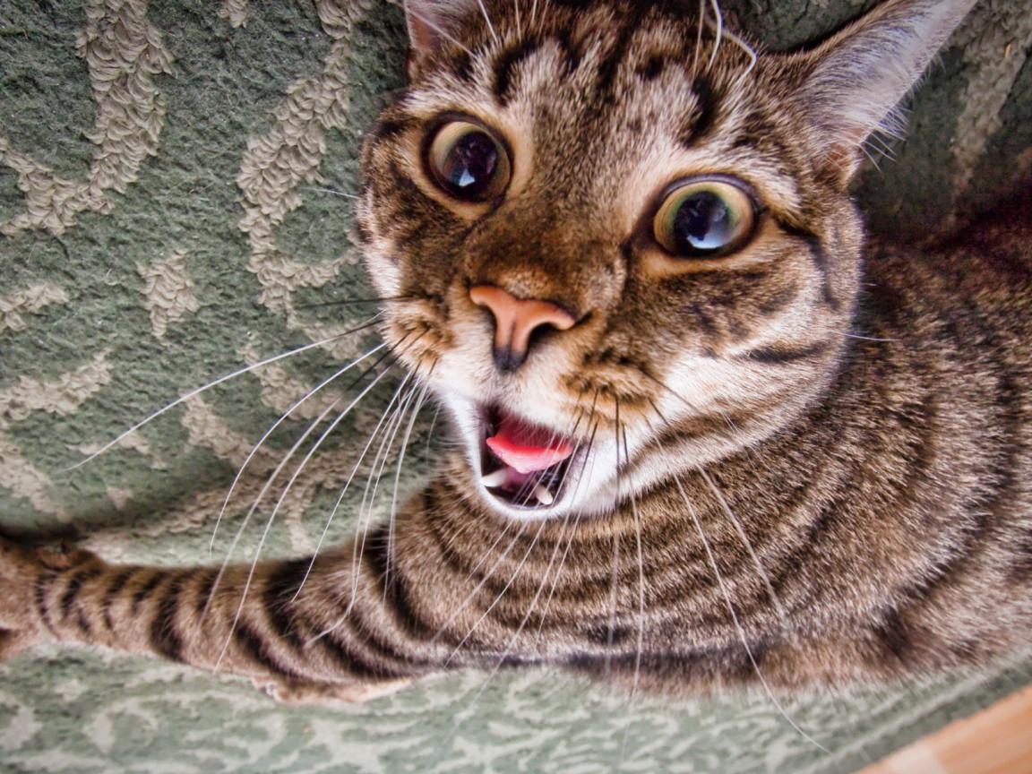 Зевающий кот