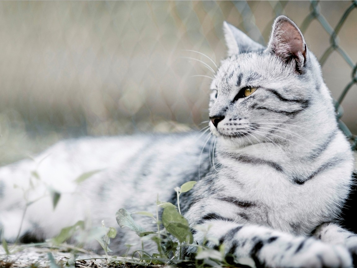 красивый Кот