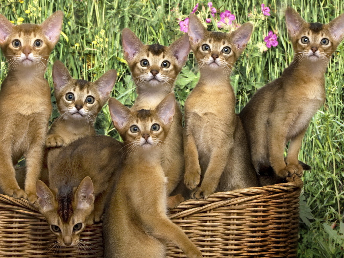 Кошки в корзинке