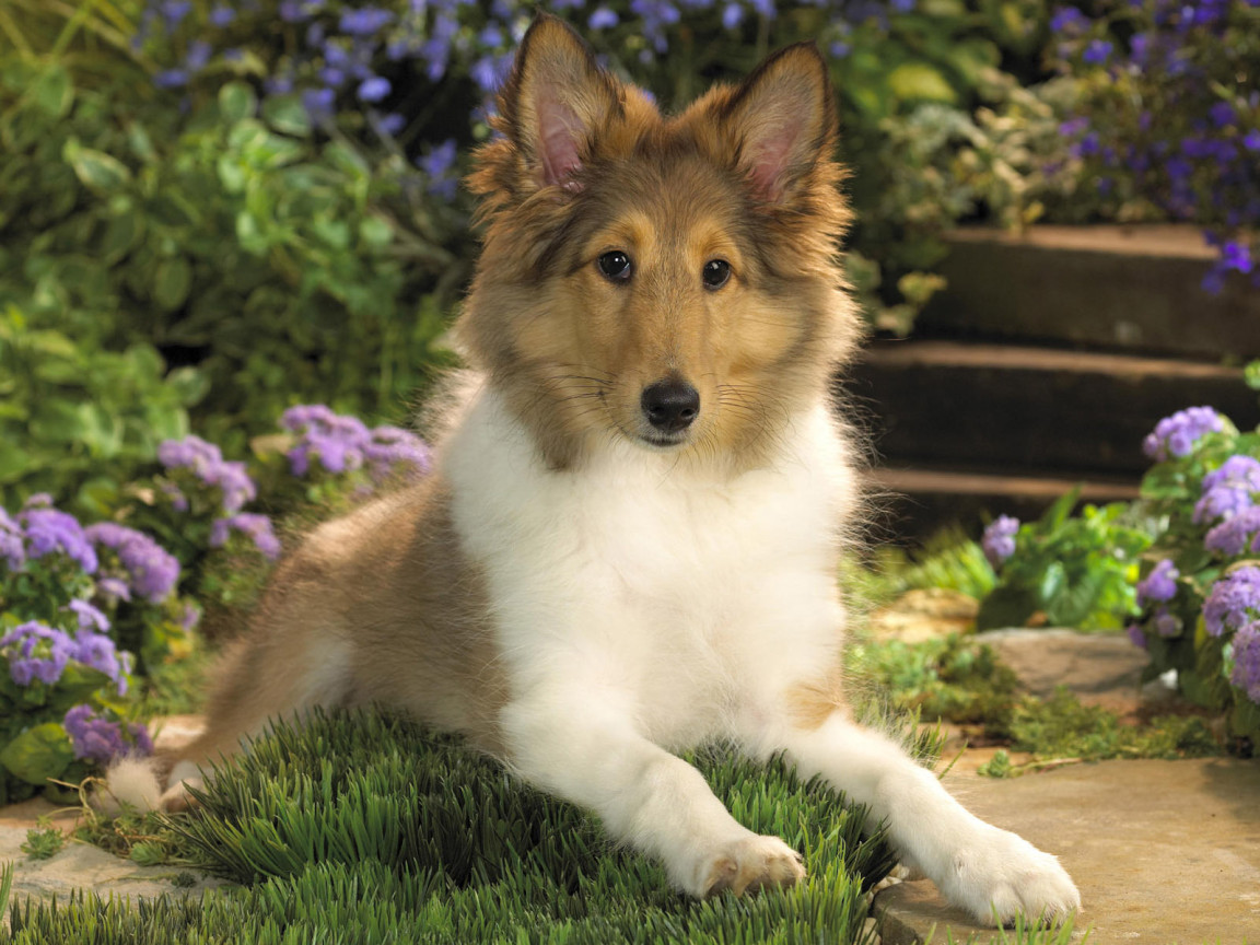 щенок Колли