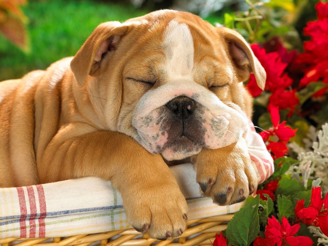 Английский Бульдог в корзине