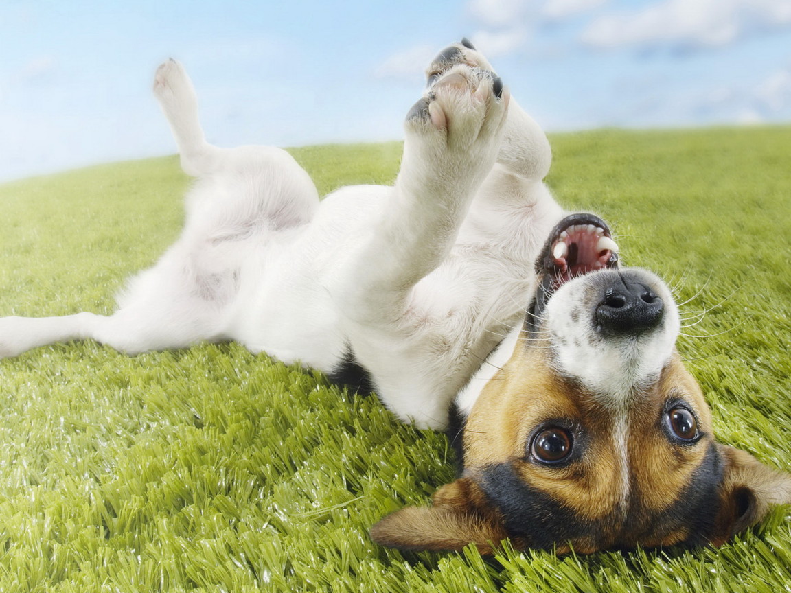 Джек-Рассел терьер