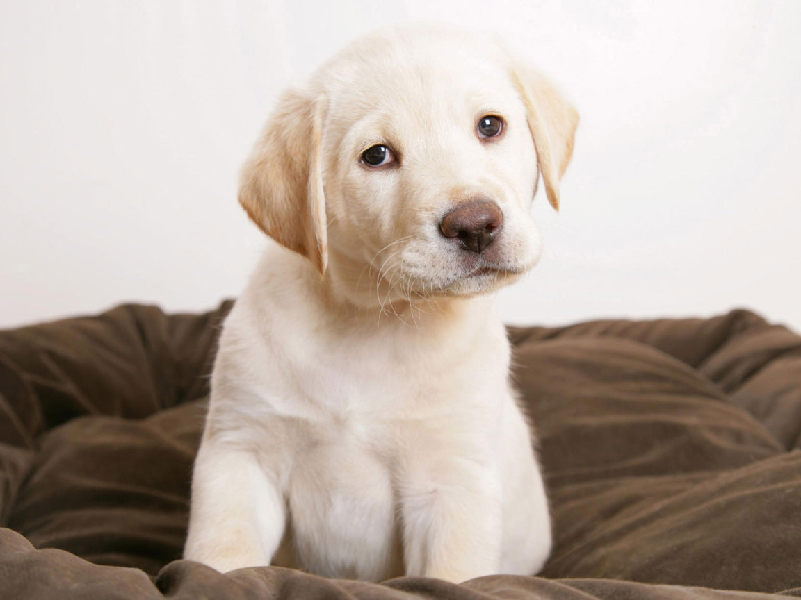 Щенок Лабрадора