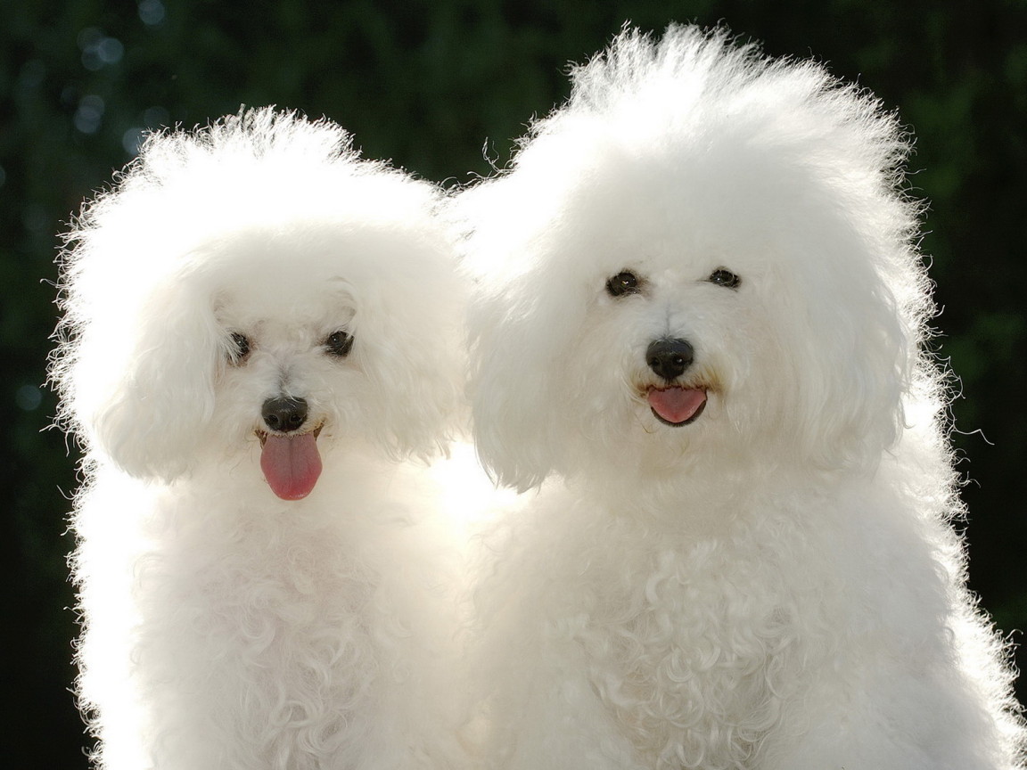 Щенки пуделя