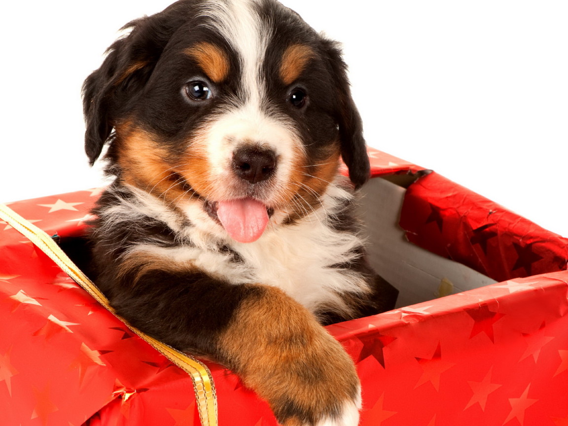 Щенок в подарок