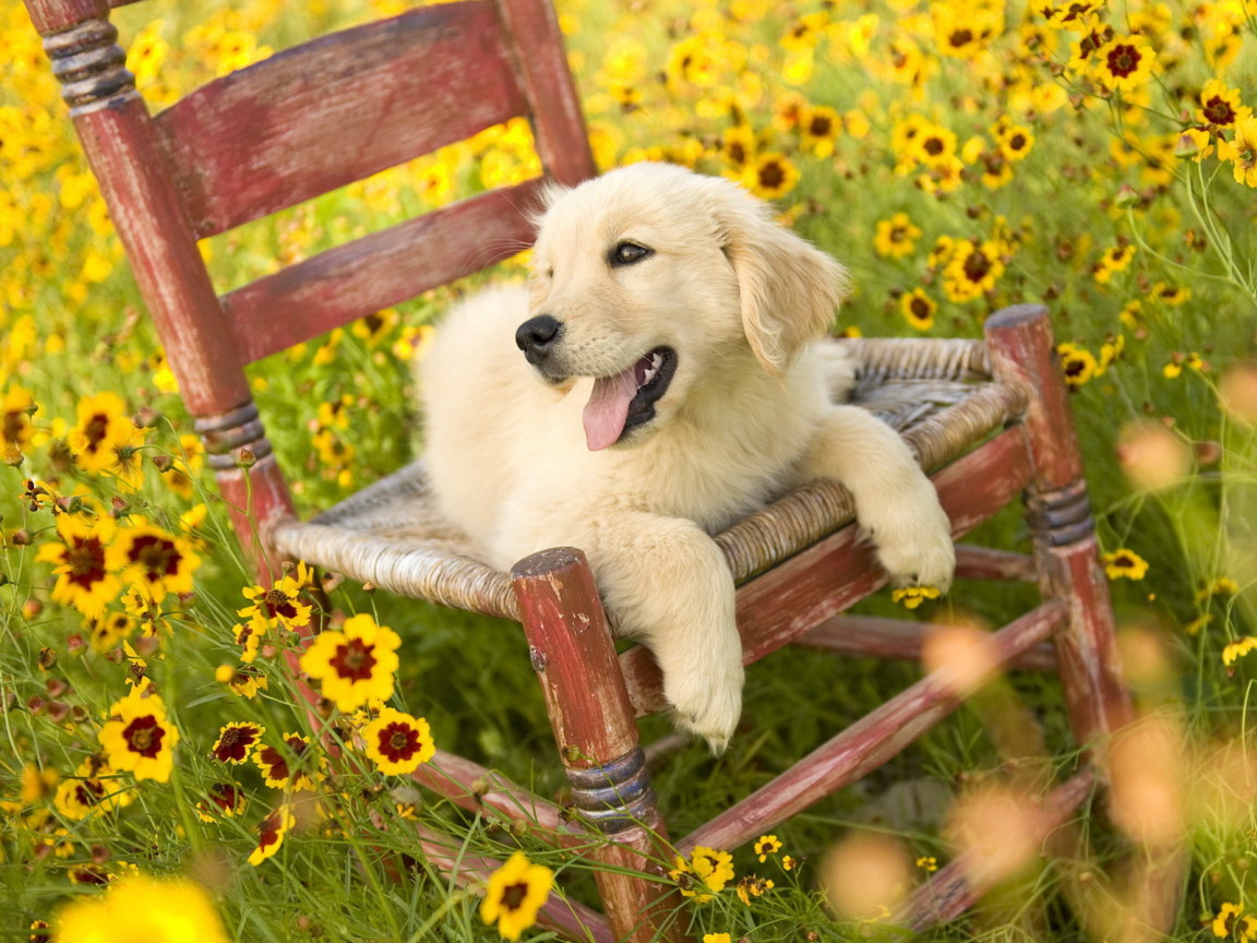 Щенок на стуле