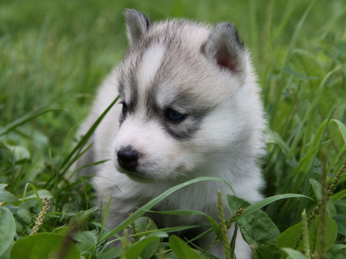 щенок в траве