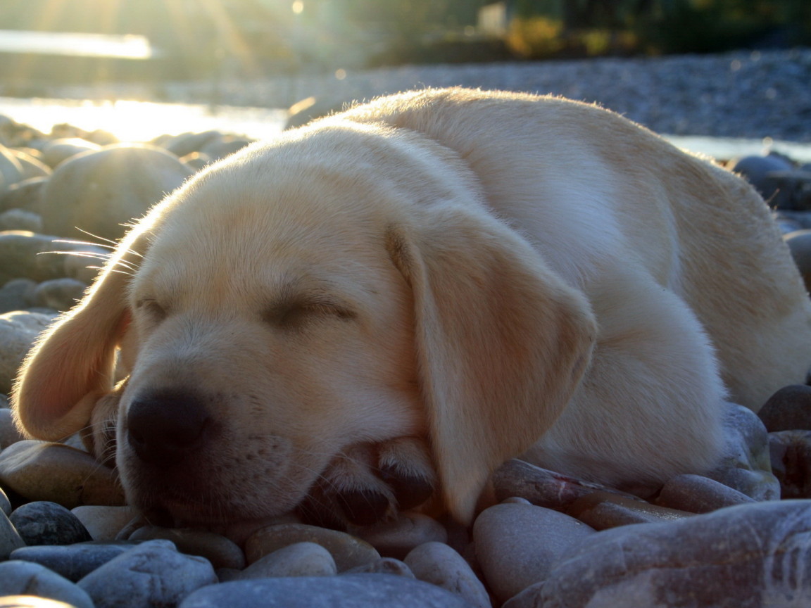 спящий Лабрадор