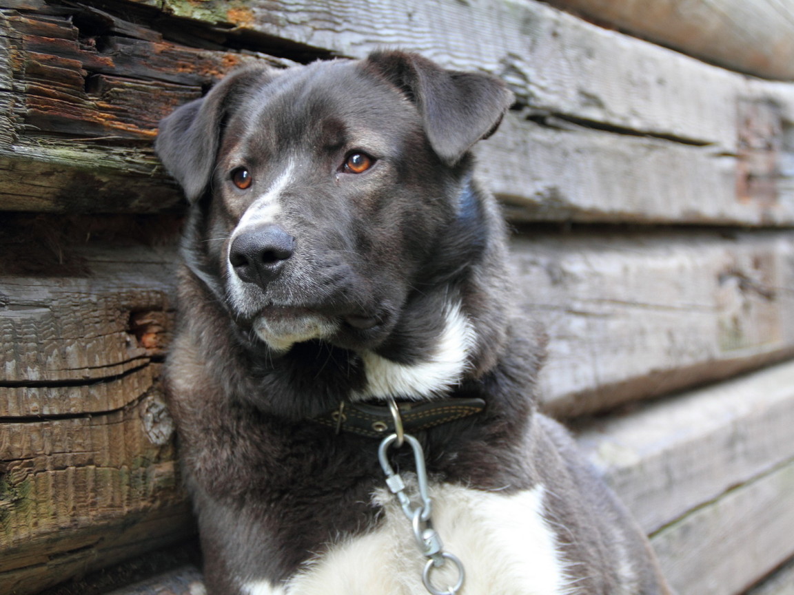 Усталый пес