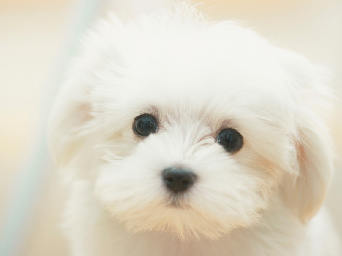 Белый щенок