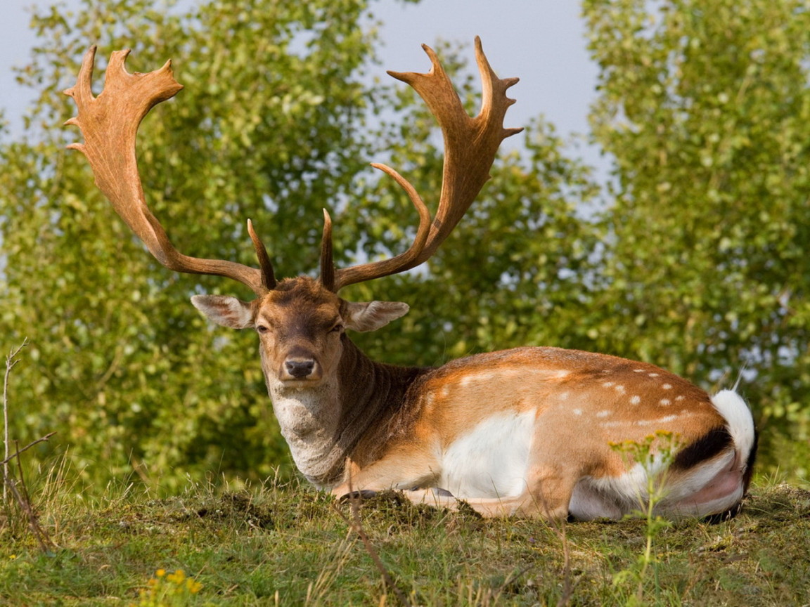 Олень с большими рогами
