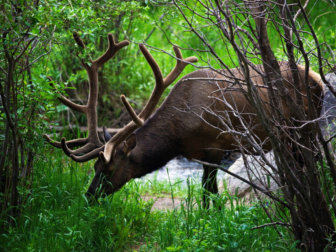 Рогатый олень