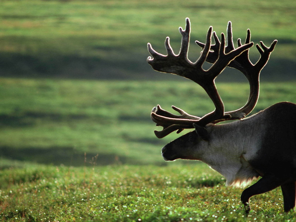 Старый олень