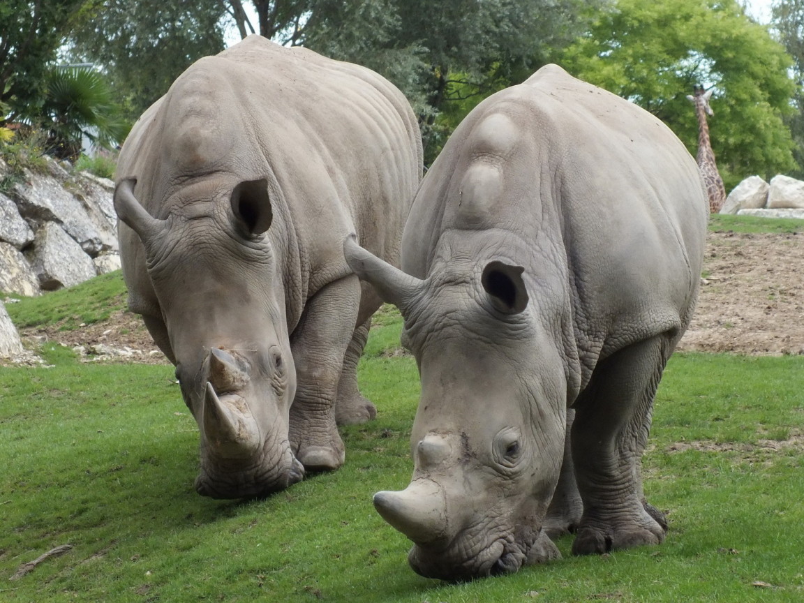 Два носорога