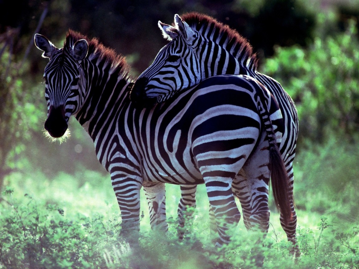 Две зебры