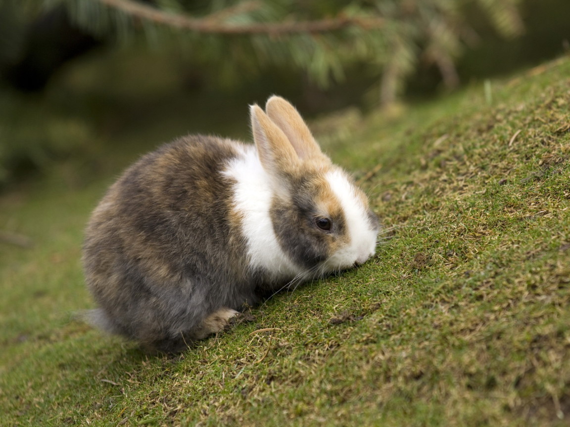 Кролик на травке