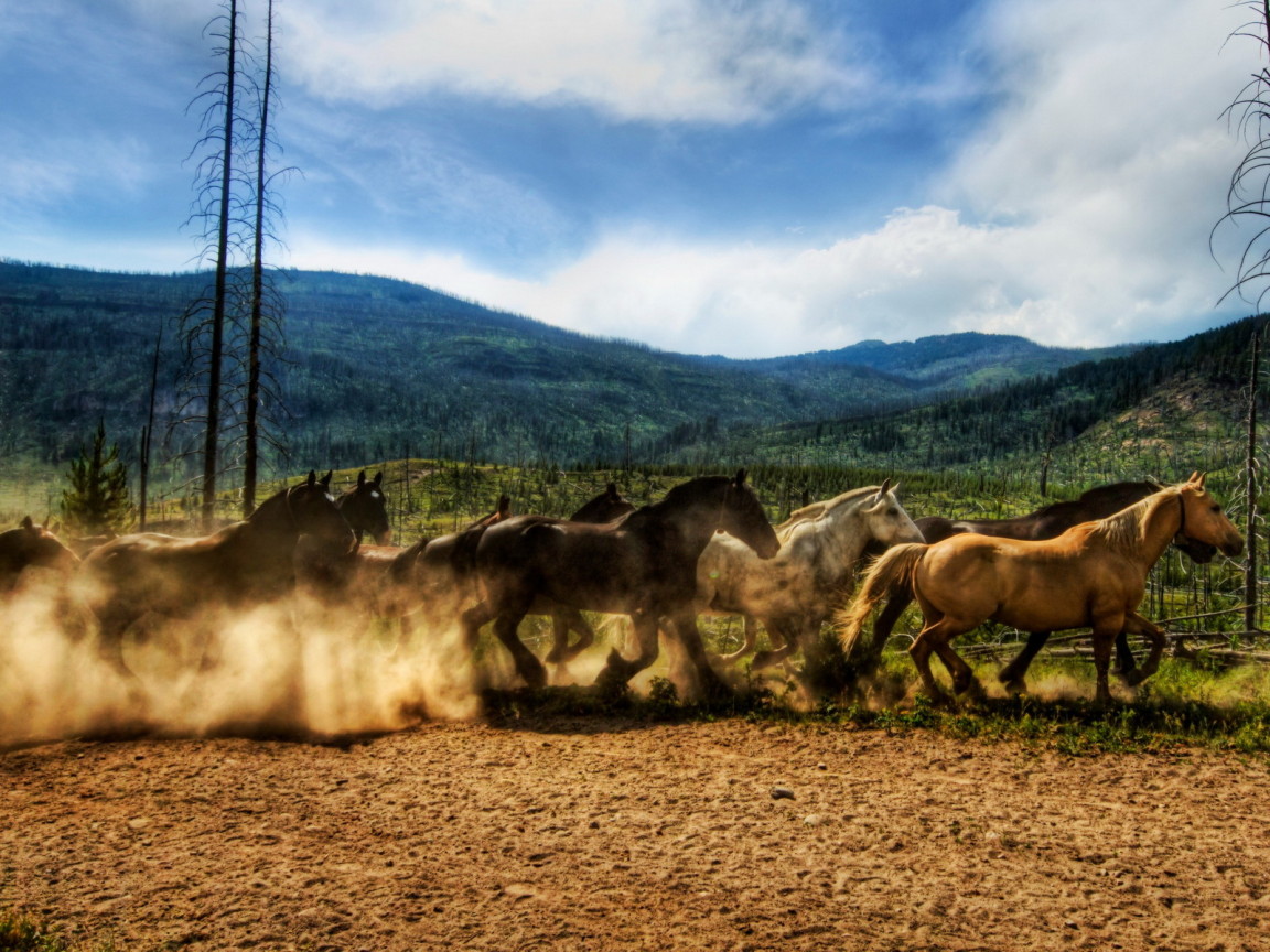 Табун лошадей