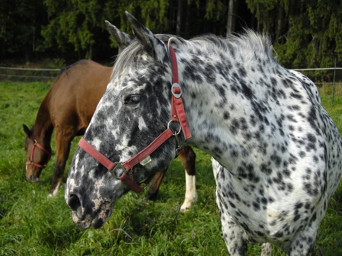 Пятнистая лошадь
