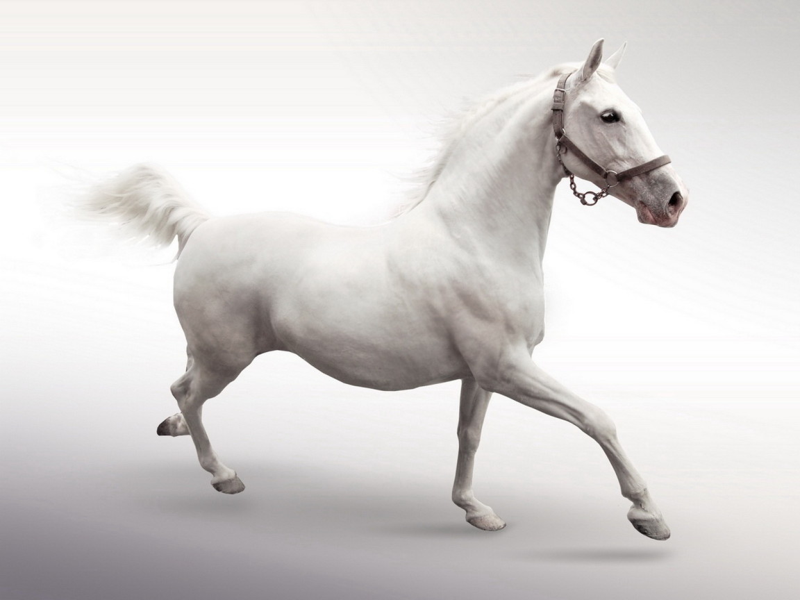 Белый конь
