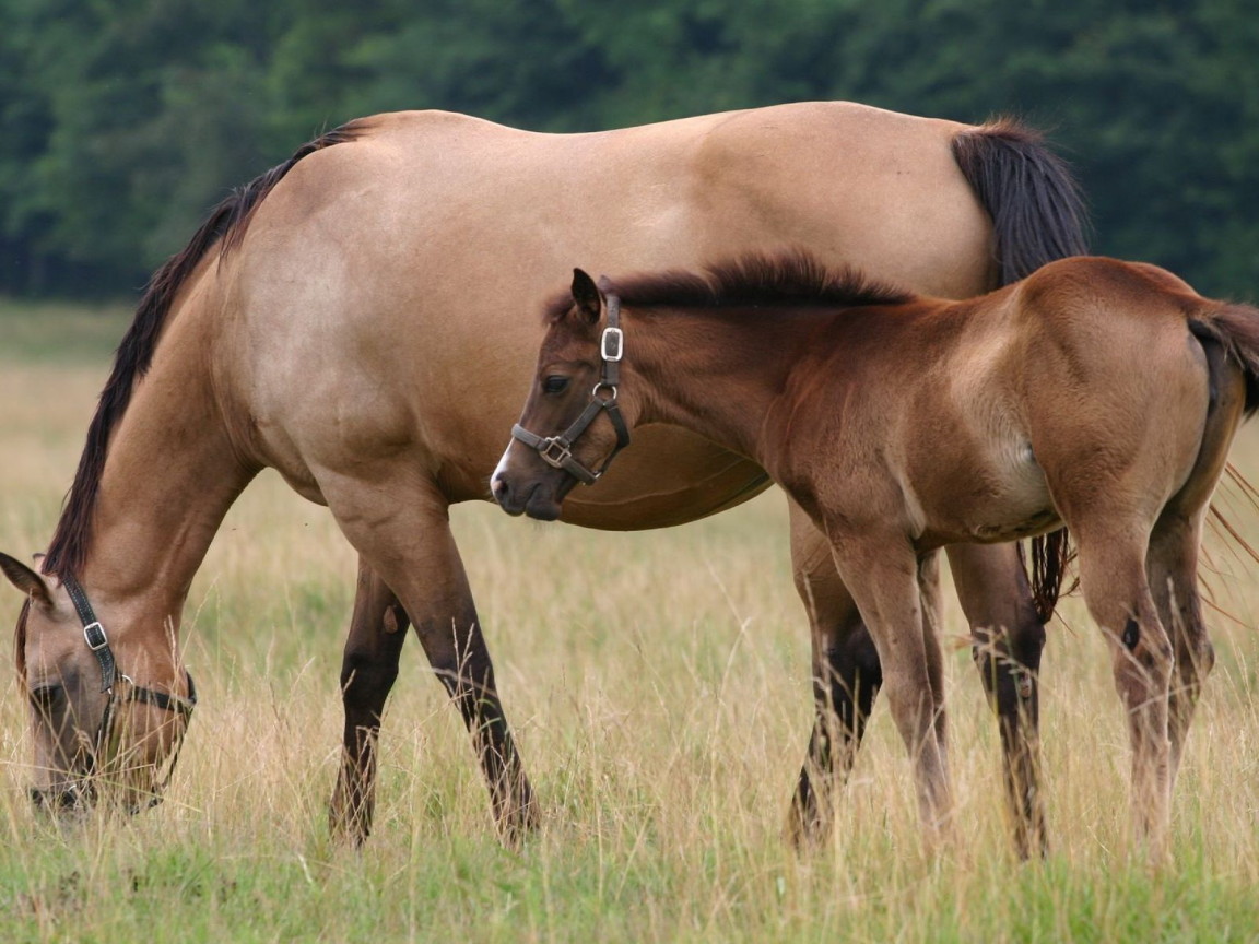 Лошадь и жеребенок на пастбище