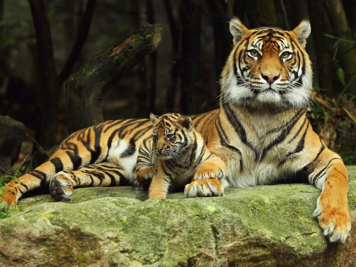 Тигрица с тигренком