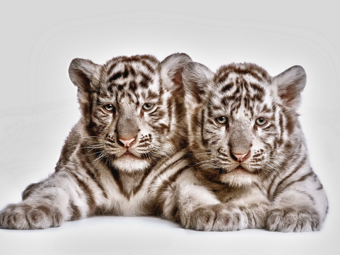 Два тигренка