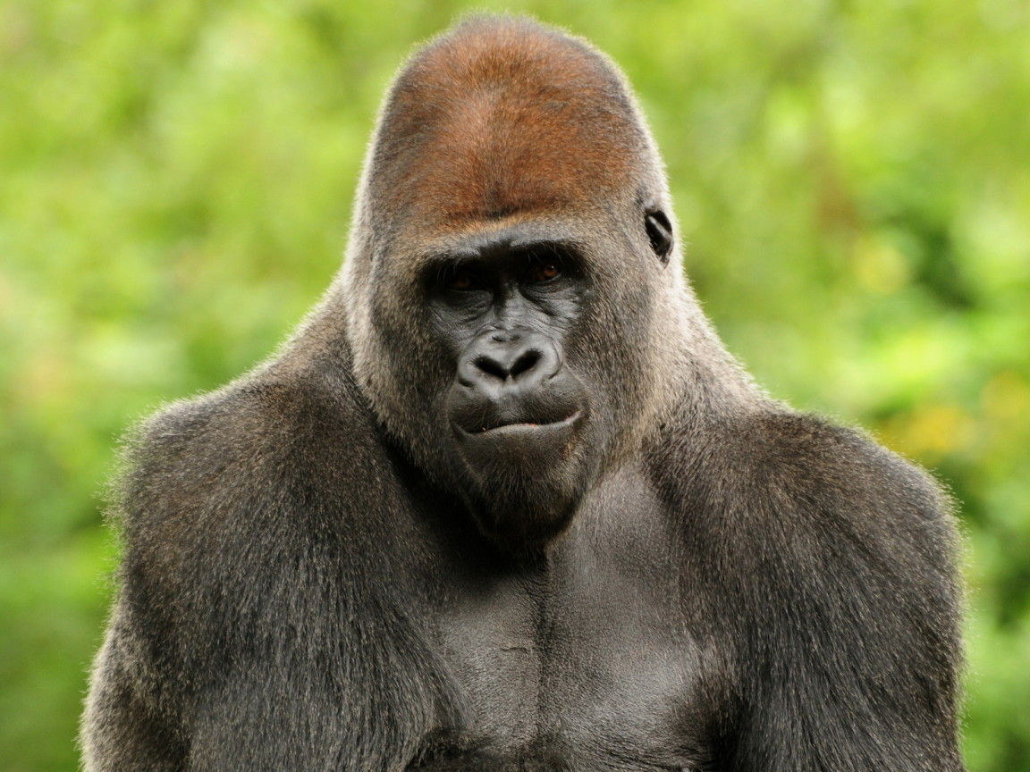 Горилла