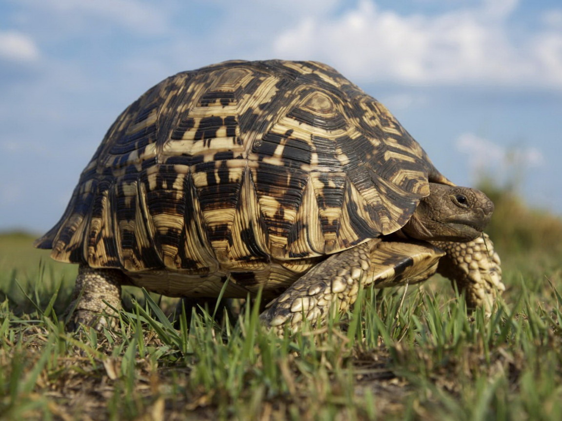 Большая черепаха