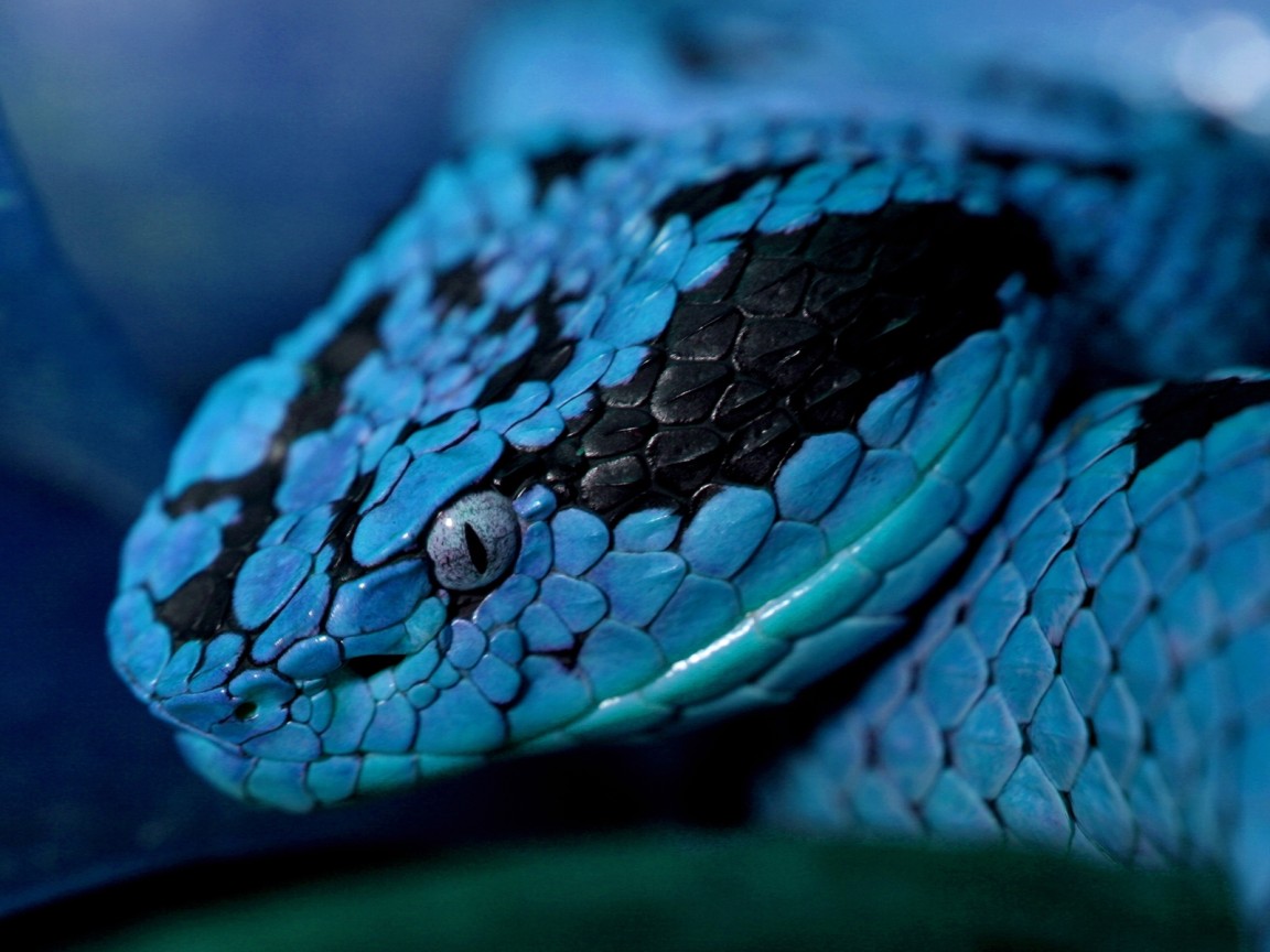 Синяя змея