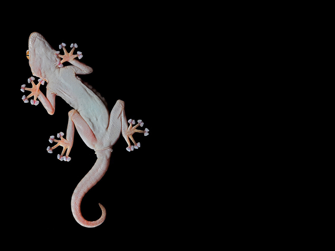 Геккон, лапы-присоски