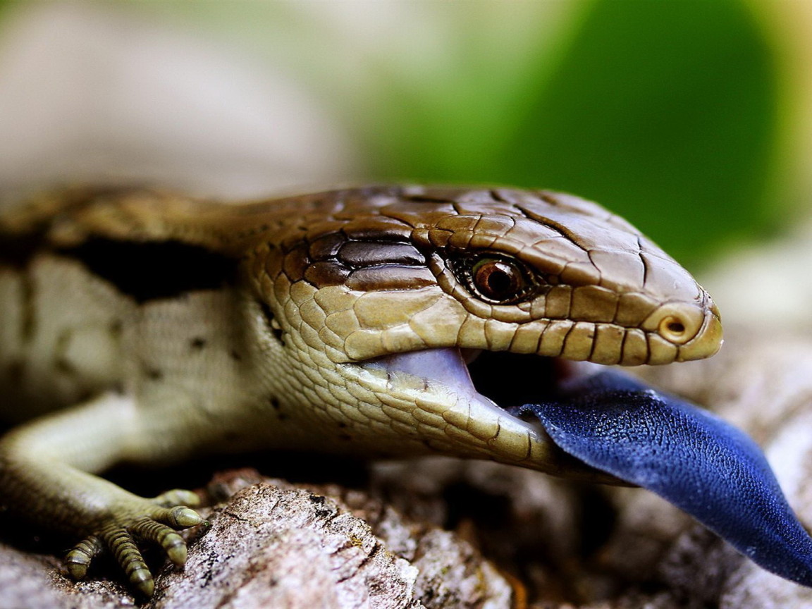 Ящерица с синим языком