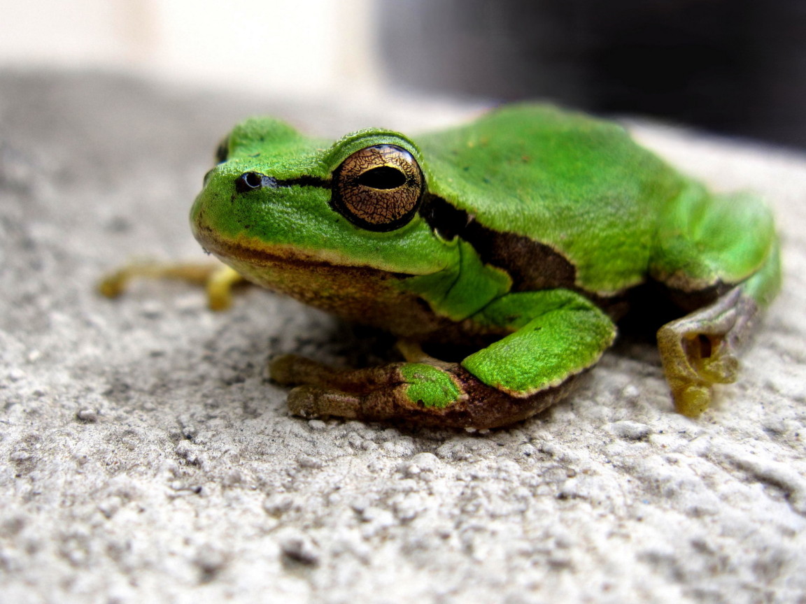 Зеленая лягушка