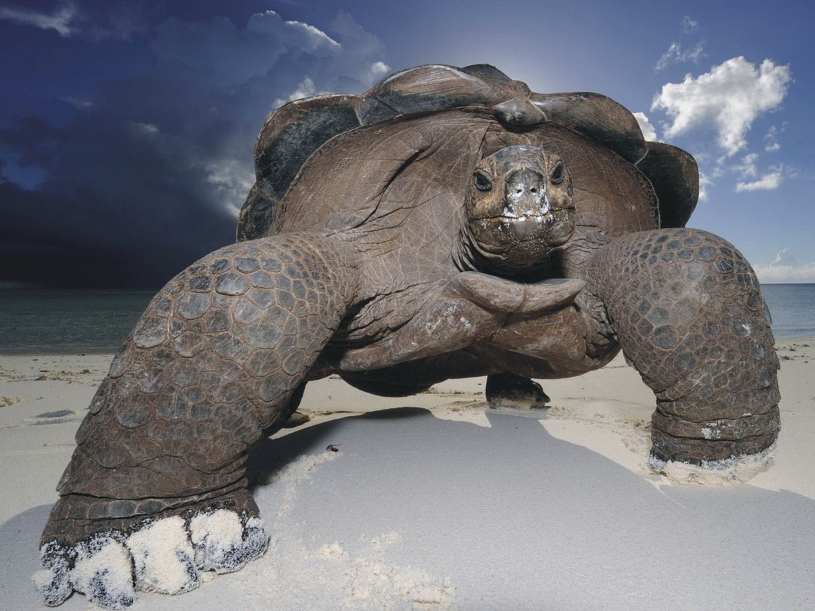 Морская черепаха