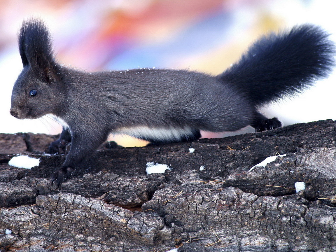 Пушистая белка