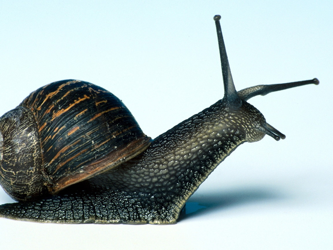 Улитка крупным планом