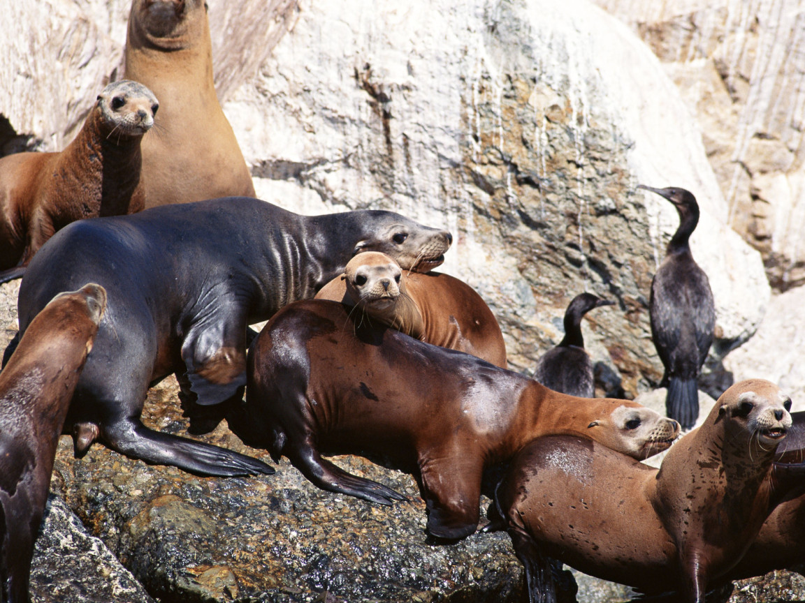 Морские котики