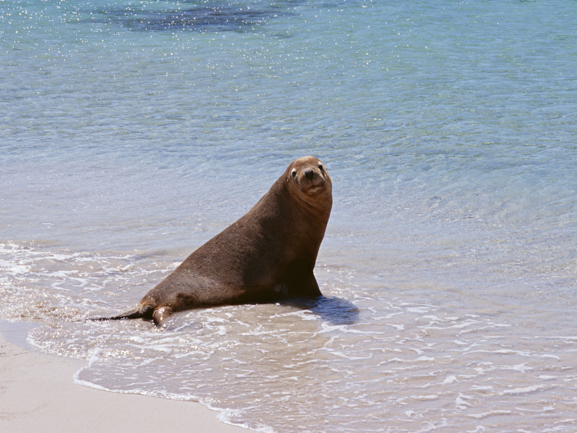 Морской котик