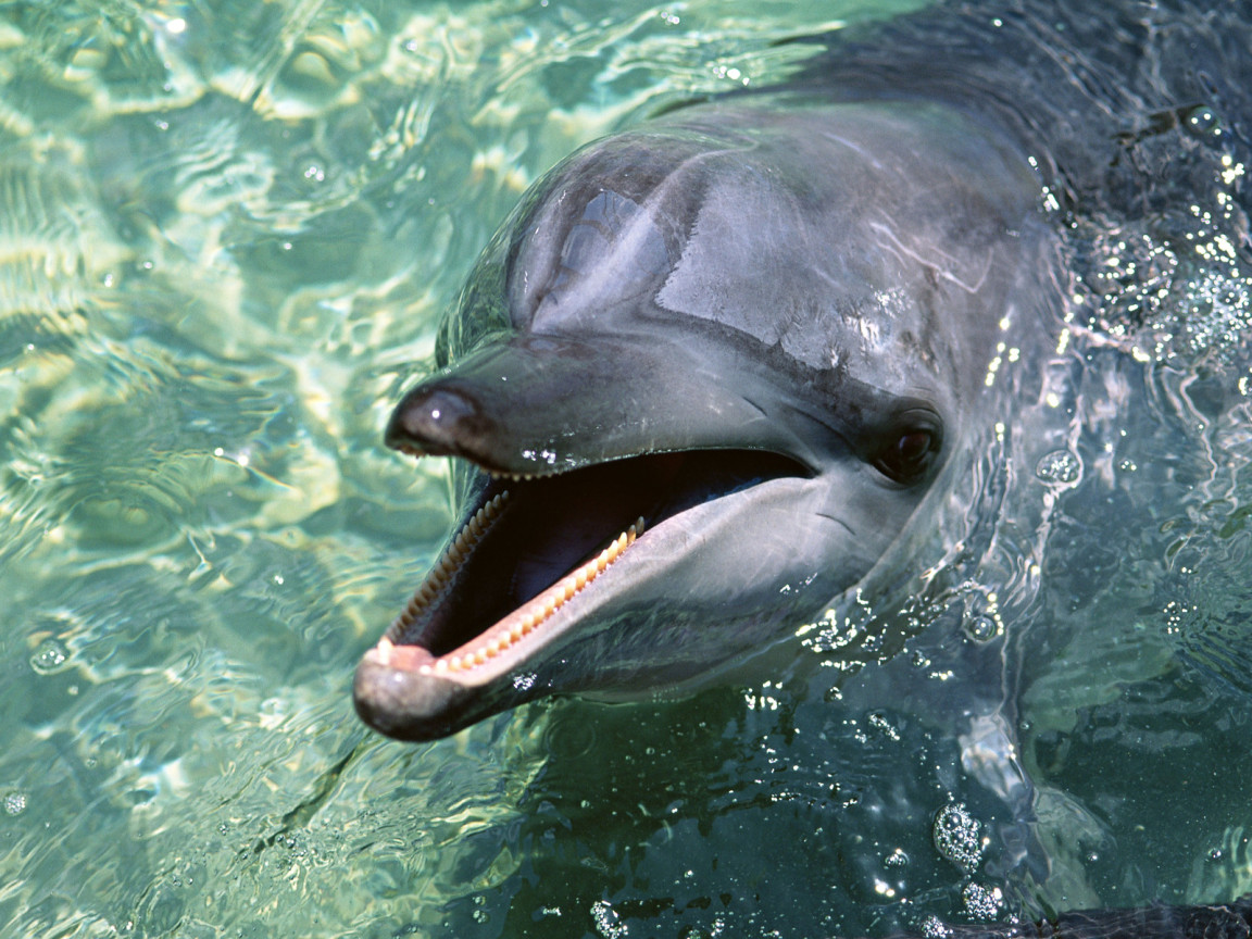 Toothed dolphin