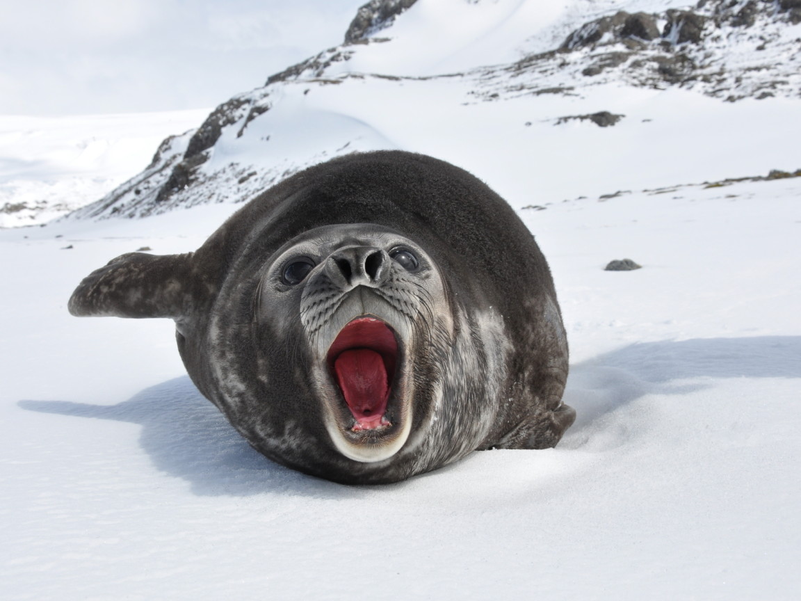 Морской слон