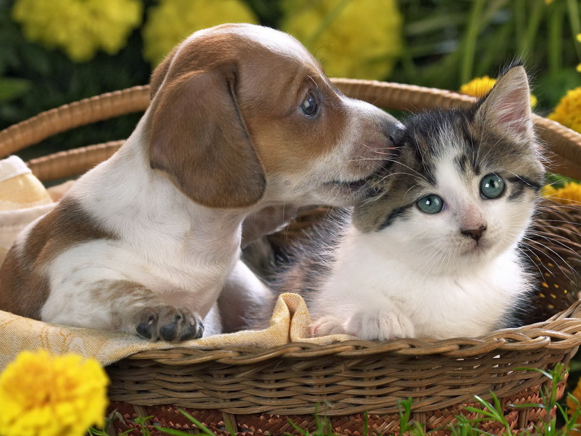 Щенок и котенок
