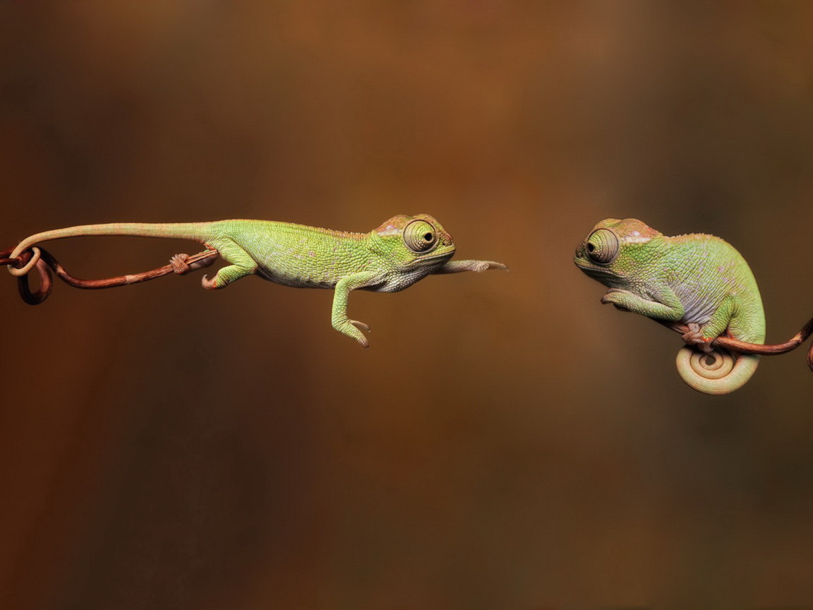 Хамелеоны