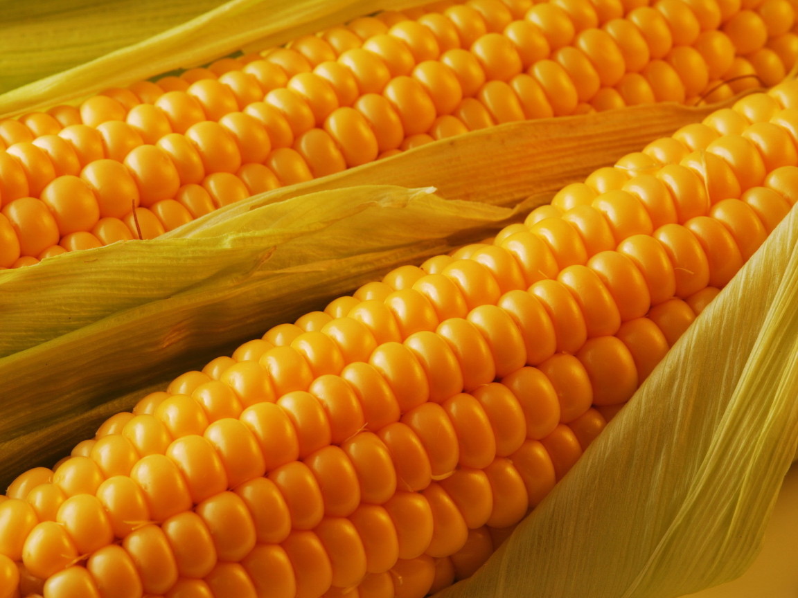 Спелая кукуруза
